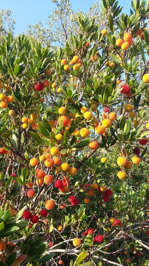 Corsica Monti Gite Appart Petreto-Bicchisano Экстерьер фото